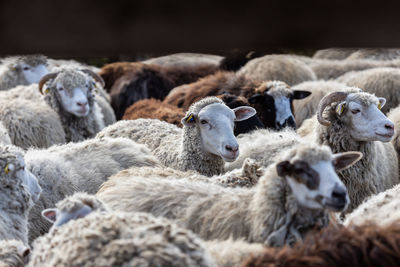 The sheep peacefully graze in the pen. a lot of beautiful lambs.