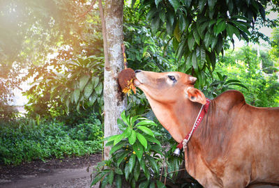 View of a horse against trees
