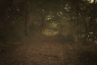 Trees in forest