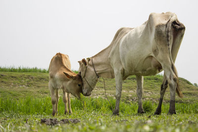 Horse standing in a field