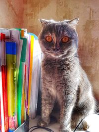 Portrait of multi colored cat