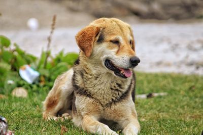 Dog looking away on field