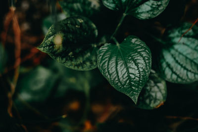 Close-up of fresh green leaves