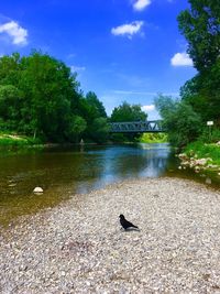 View of birds in lake