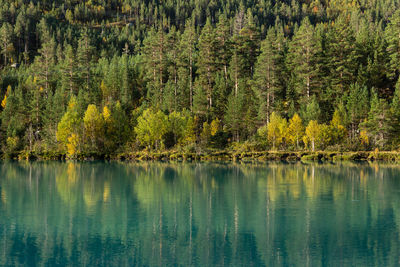 View of pine trees in lake