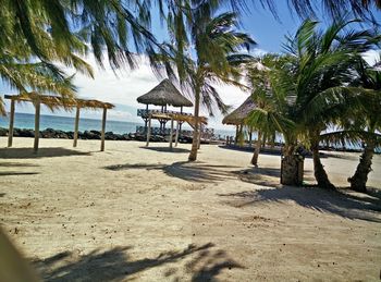 Palm trees on beach