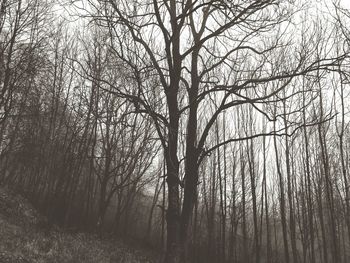 Bare trees against sky