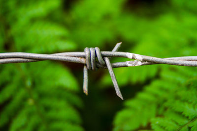 Close-up of barbed wire on fence