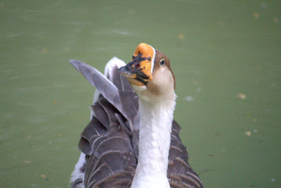 Close-up of swan swimming on lake