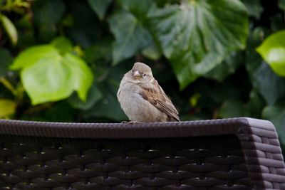 Close-up of bird perching on metal