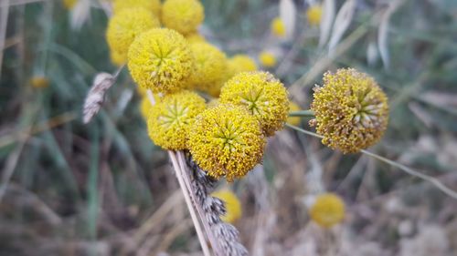 Close-up of yellow flowering plant