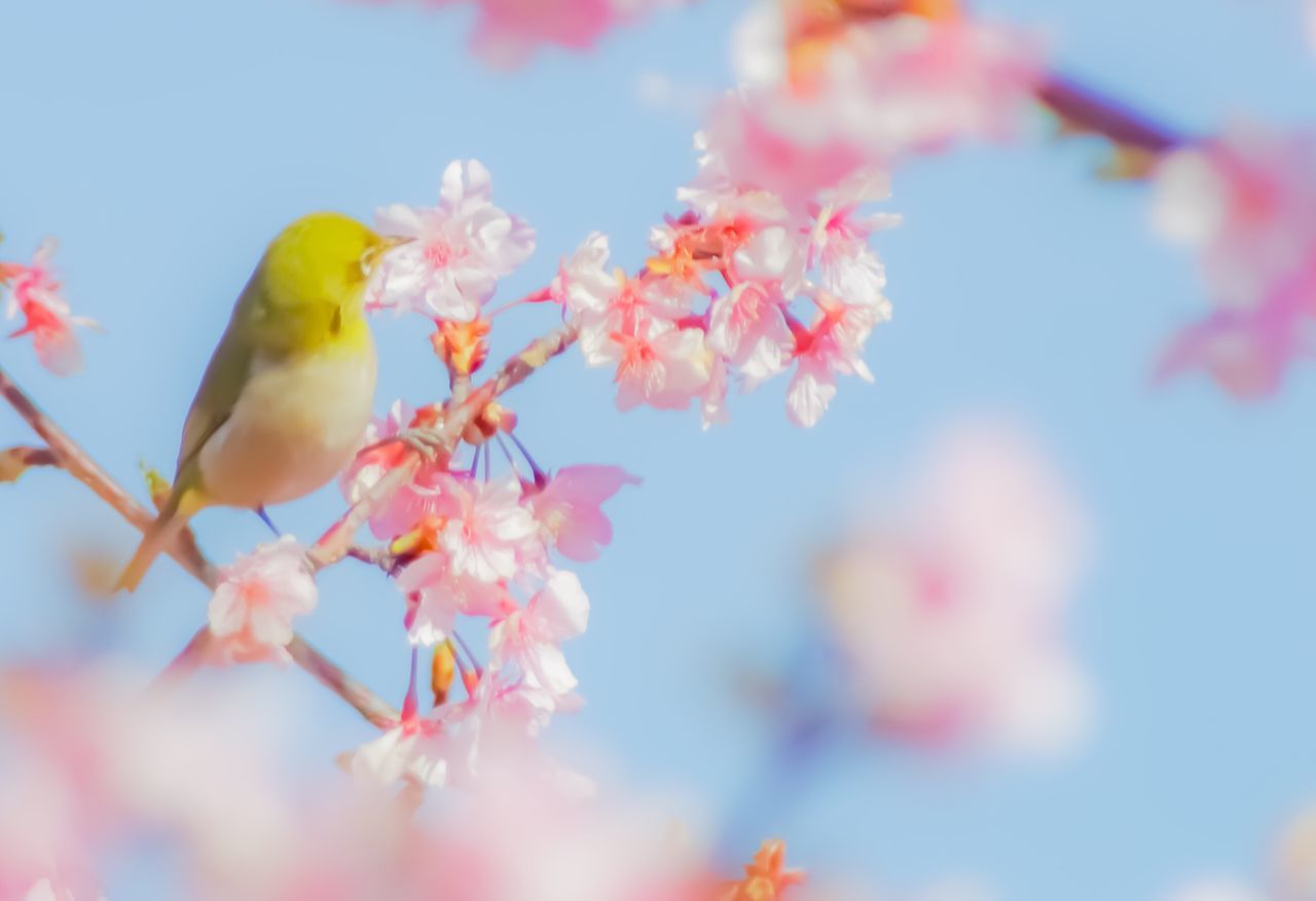 flower, beauty in nature, fragility, nature, growth, freshness, petal, close-up, no people, day, springtime, selective focus, blossom, outdoors, one animal, plum blossom, branch, flower head, blooming, sky, tree, animal themes