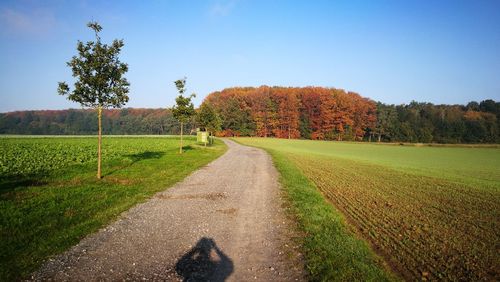 Dirt road amidst trees against sky during autumn