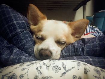 Close-up of dog resting on bed