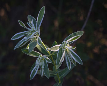 Close-up of flowering plant