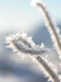 Close-up of frozen plant against sky