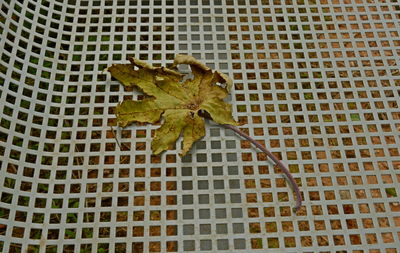 Close-up of dry leaves on plant