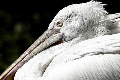 Close-up of a bird