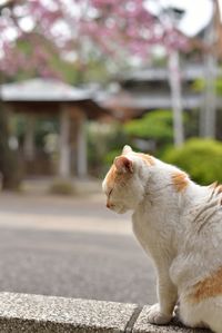 Close-up of cat sitting on footpath