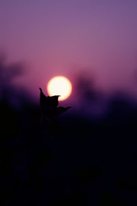 Close-up of silhouette flower against sky during sunset