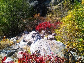 Scenic view of waterfall in forest during autumn