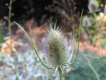 Close-up of dandelion on field