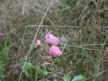 Close-up of pink flowers