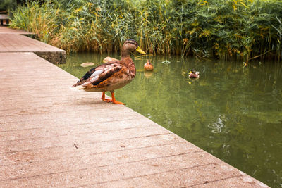 Ducks in a lake