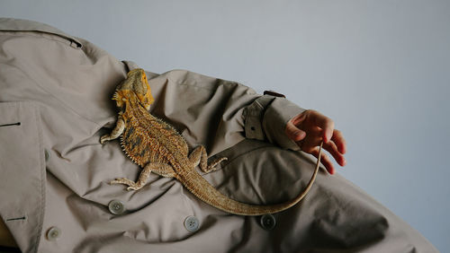 Close-up of lizard on blanket against white background