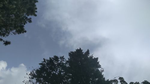 Low angle view of trees against cloudy sky