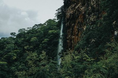 Scenic view of forest against sky