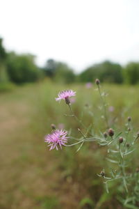 Close-up of purple flowering plant on field