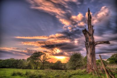 Trees on field against sky during sunset