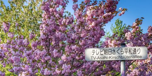 Close-up of cherry blossom on tree