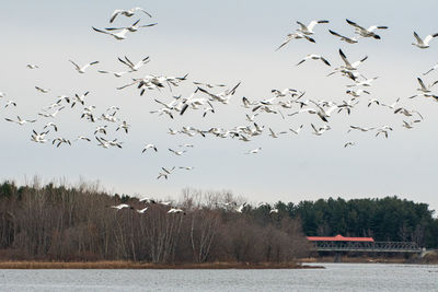 Flock of birds flying over the river