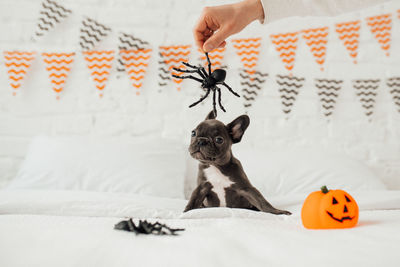 Midsection of woman holding pumpkin on bed at home