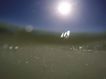 Reflection of trees in water