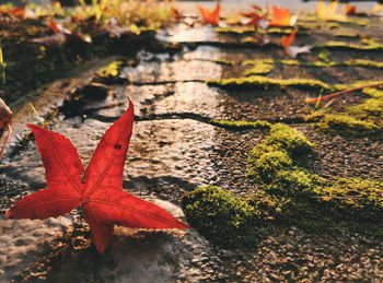 High angle view of red maple leaf on field