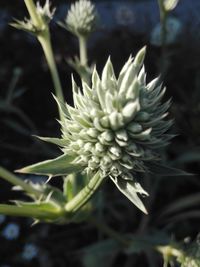 Close-up of white flowering plant