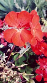 Close-up of red flowers