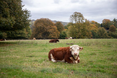 View of a lion in the field