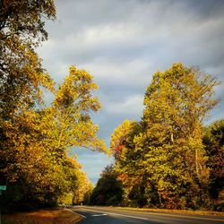 Road passing through forest