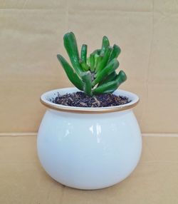 Close-up of potted plant on table