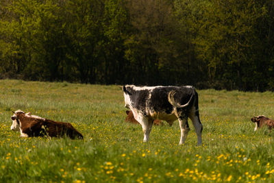Cows standing in a field, sunny spring day on a meadow, england