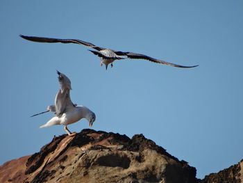 Low angle view of bird flying against clear sky