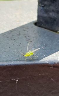 High angle view of insect on wall