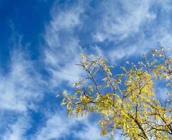 Low angle view of cherry blossoms against cloudy sky