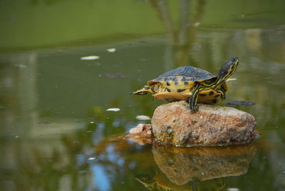 Turtle on a lake