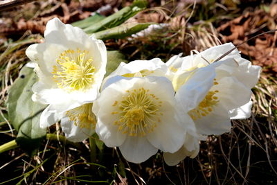 Close-up of white flowering plant on field