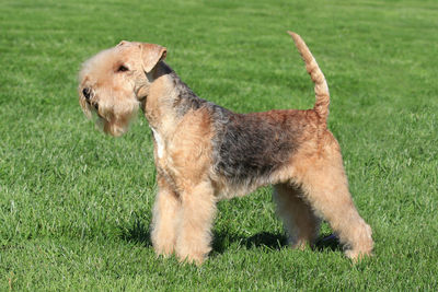 Side view of a dog on field